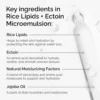 THE ORDINARY CREMA HIDRATANTE LIPIDOS DE ARROZ ECTOINA | 1.7 OZ / 50 ML